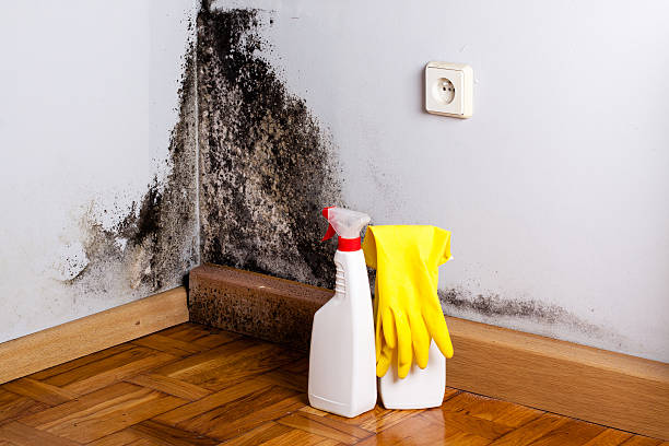 Best Industrial Mold Remediation in Lusby, MD