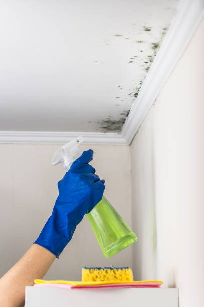 Professional Mold Remediation in Lusby, MD